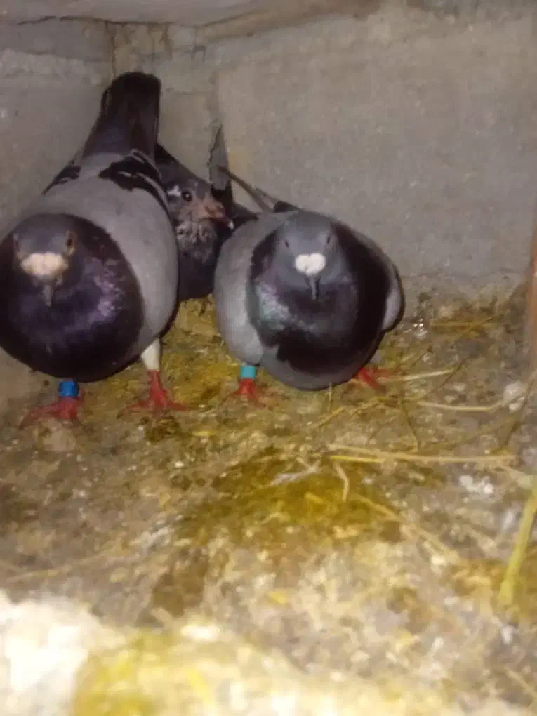 کبوتر|پرنده|صادق آباد, |دیوار