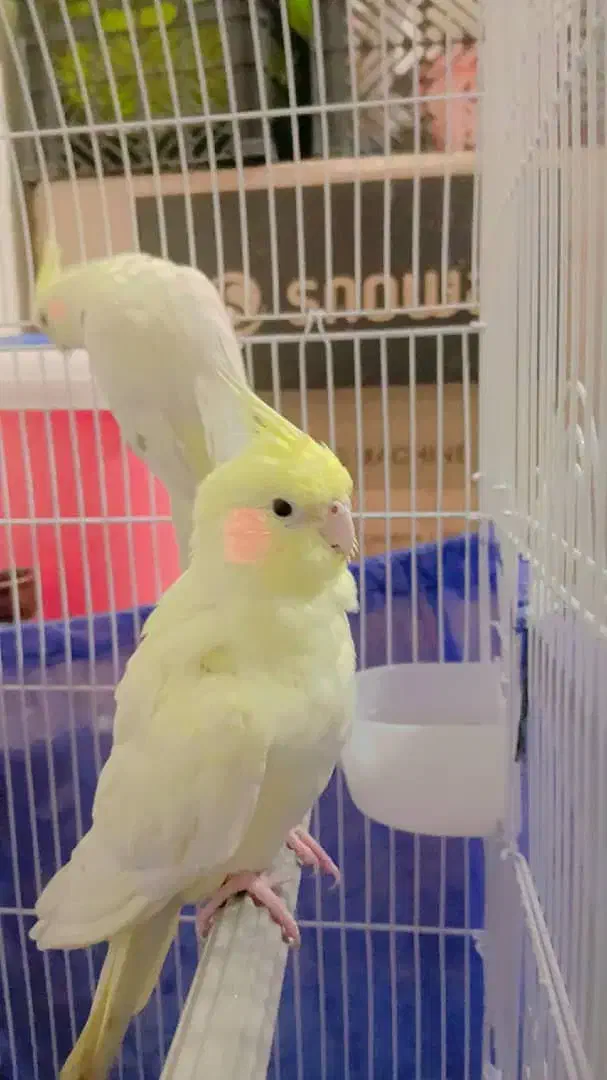 عروس هلندی|پرنده|شادگان, |دیوار