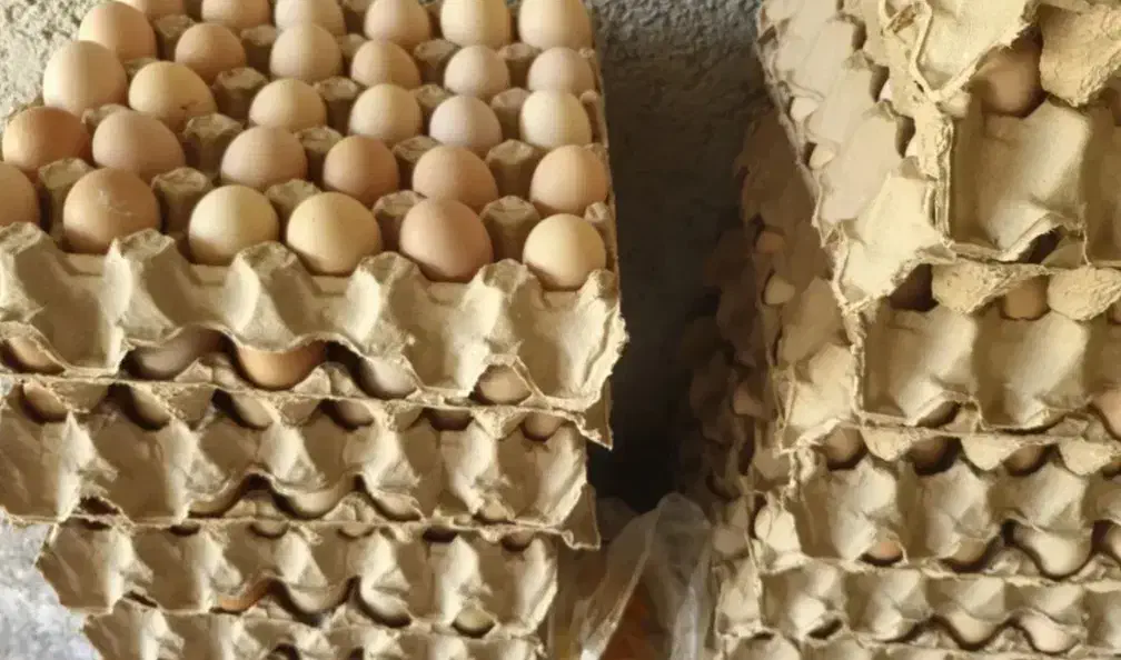 تخم مرغ نطفه دار|حیوانات مزرعه|گرگان, |دیوار