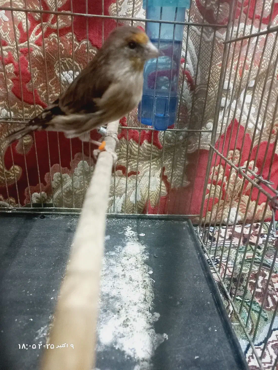 جوجه سهره قناری|پرنده|اندیشه, اندیشه فاز ۱|دیوار