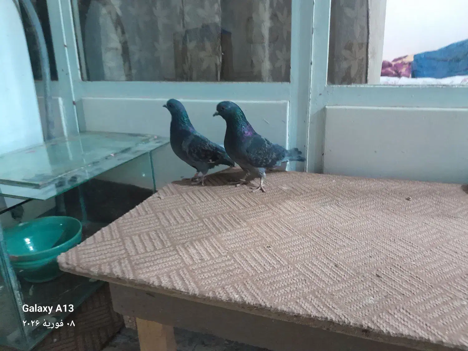 کبوتر تهرانی|پرنده|اصفهان, شاهد|دیوار