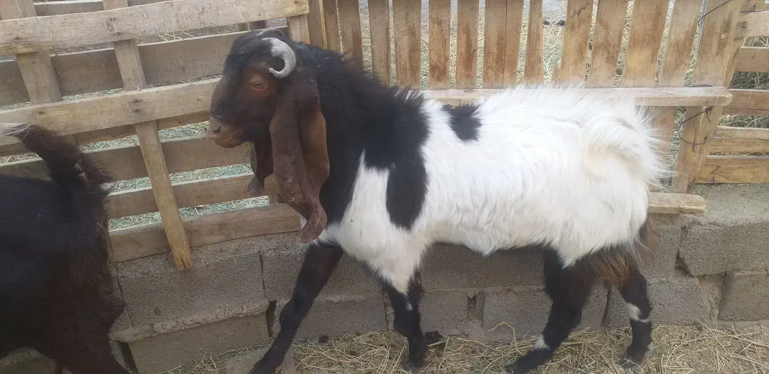 نری پاکستای|حیوانات مزرعه|کرمان, |دیوار