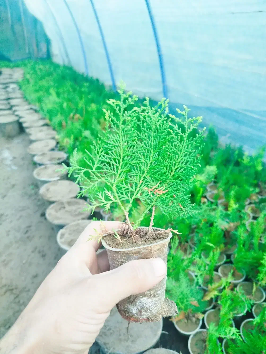 کامیس نوکدار اصل|خدمات باغبانی و درختکاری|کلاچای, |دیوار