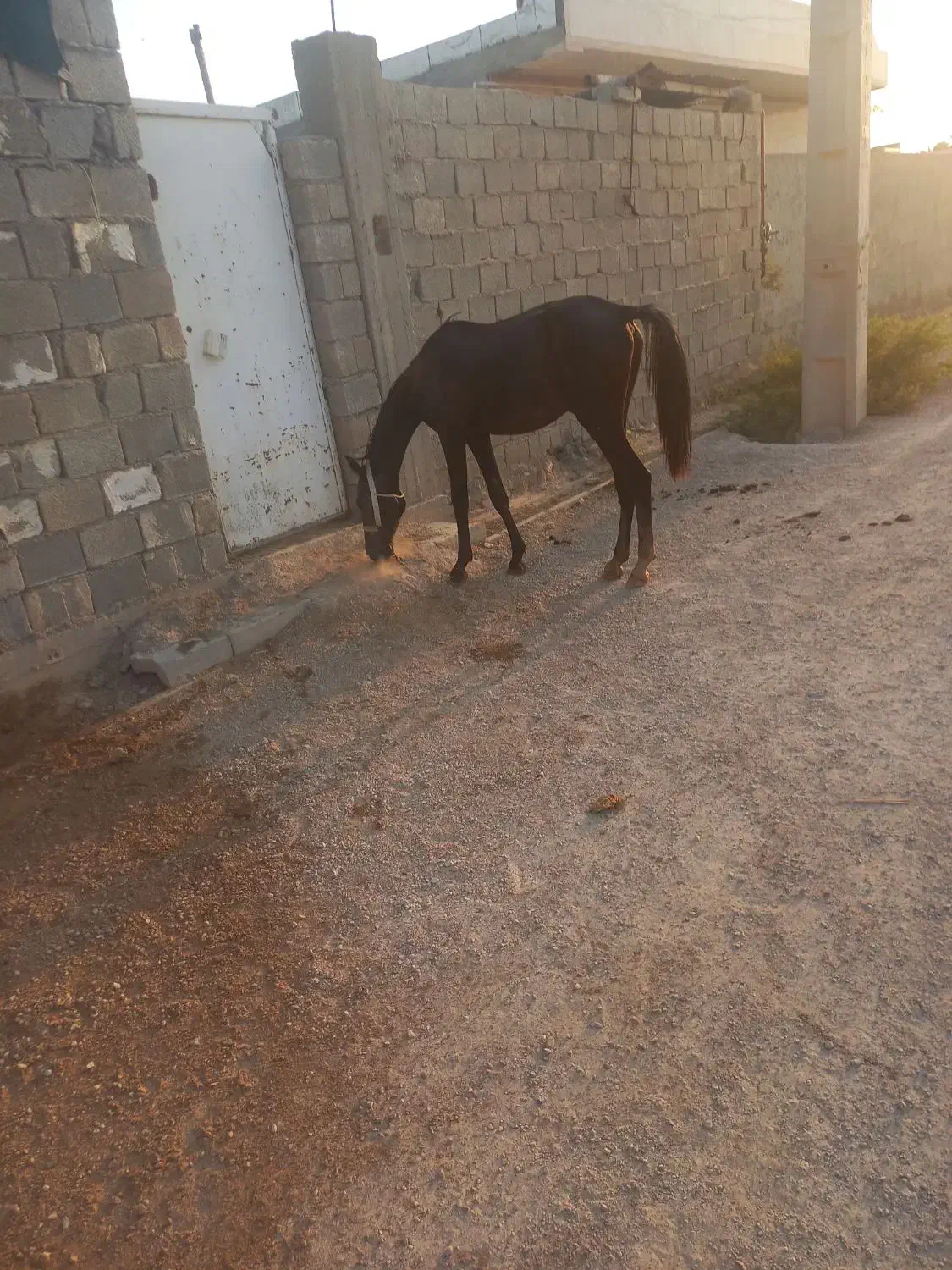 کره نر|اسب و تجهیزات اسب‌سواری|بندر گناوه, |دیوار