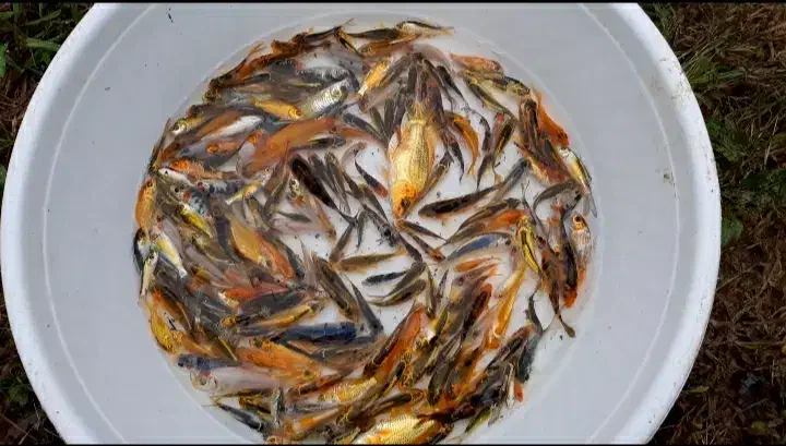 ماهی کوی|ماهی|سنگر, |دیوار