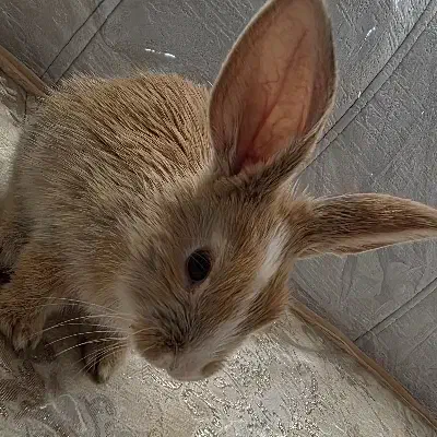 خرگوش|موش و خرگوش|زاهدان, |دیوار