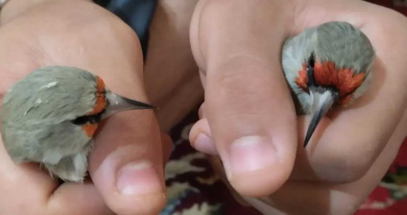 سهره|پرنده|بیرجند, |دیوار