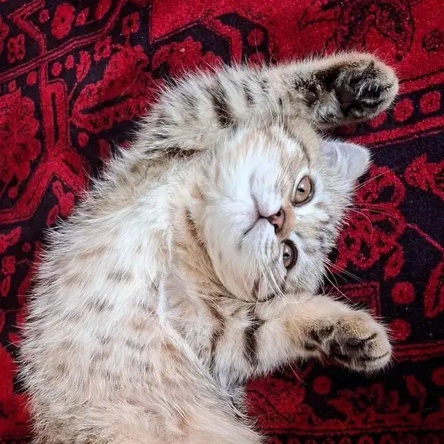 گربه بریتیش ماده جهت جفتگیری|گربه|مشهد, طلاب|دیوار