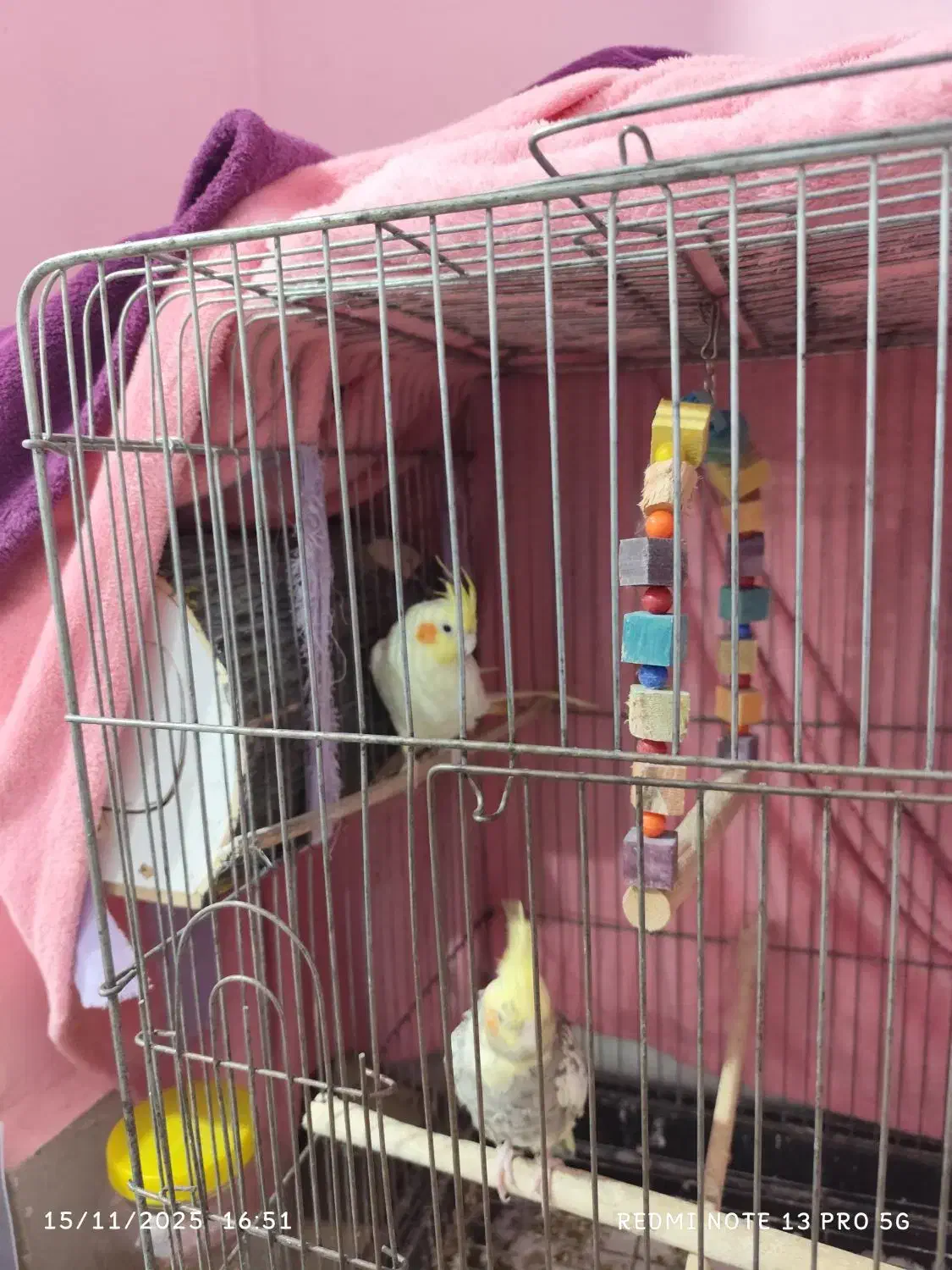 عروس هلندی|پرنده|بندرعباس, |دیوار