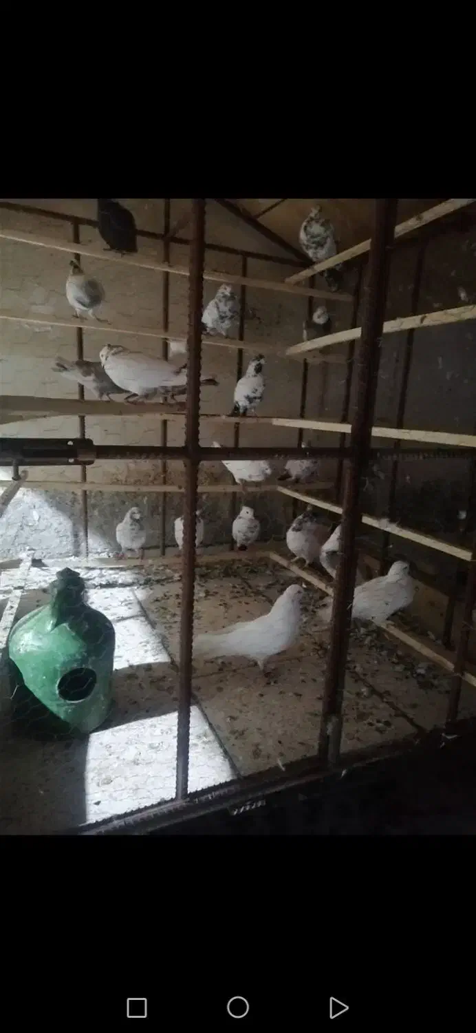 کبوتر ضمانتی بالای 10ساعت گشت|پرنده|سنندج, |دیوار