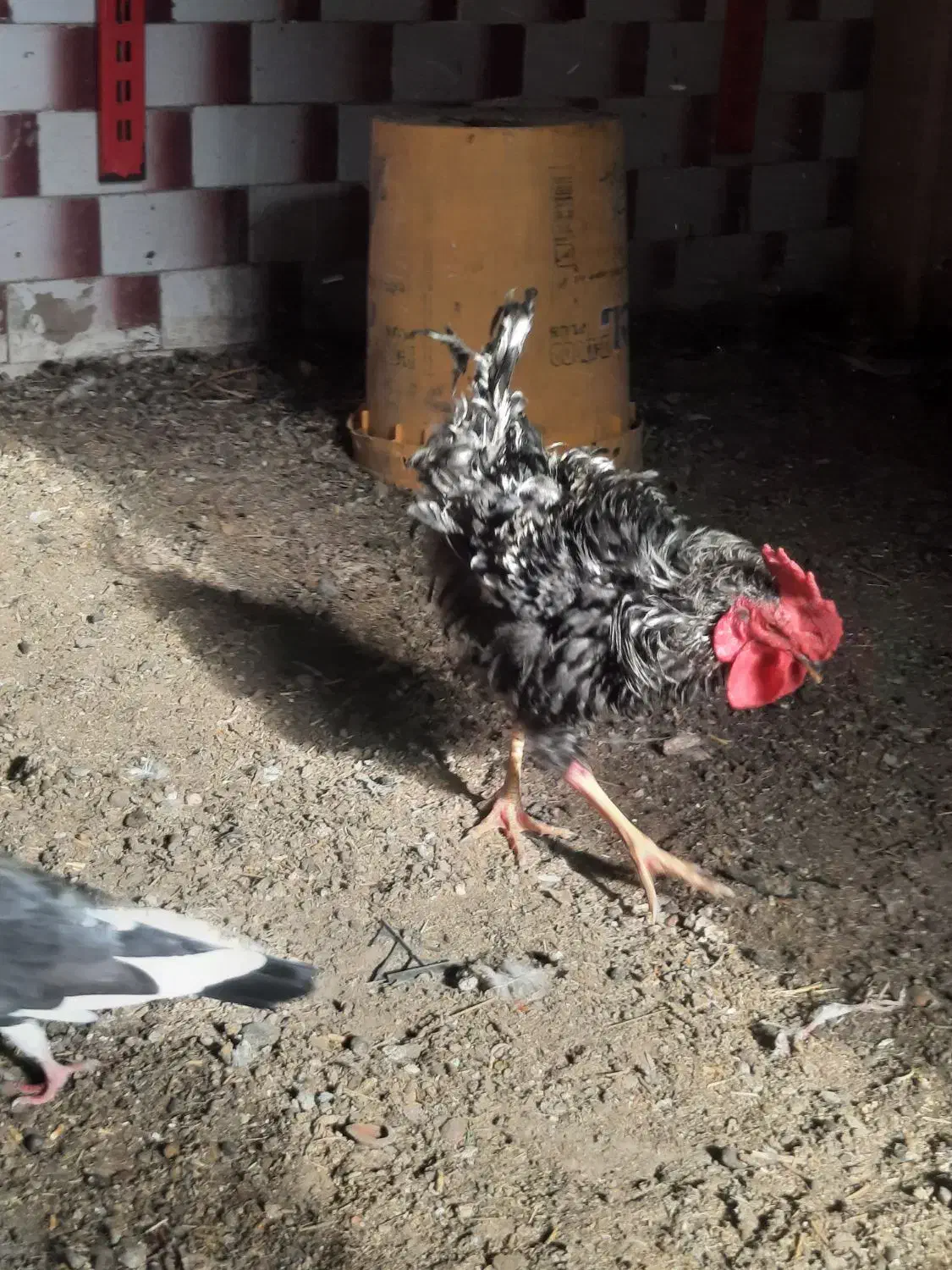 چندعددمرغ وخروس فرفری وساده درروستای گرگر|حیوانات مزرعه|چمران, |دیوار