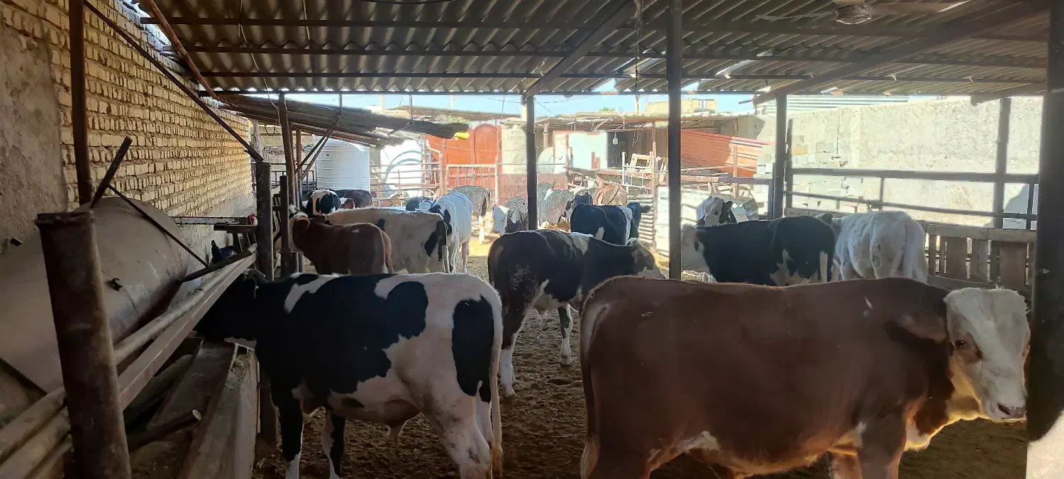 گوساله لاغر|حیوانات مزرعه|طسوج, |دیوار