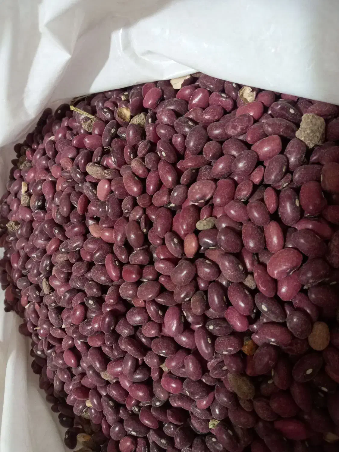 لوبیا قرمز محصول امسال|حراج|تاکستان, |دیوار