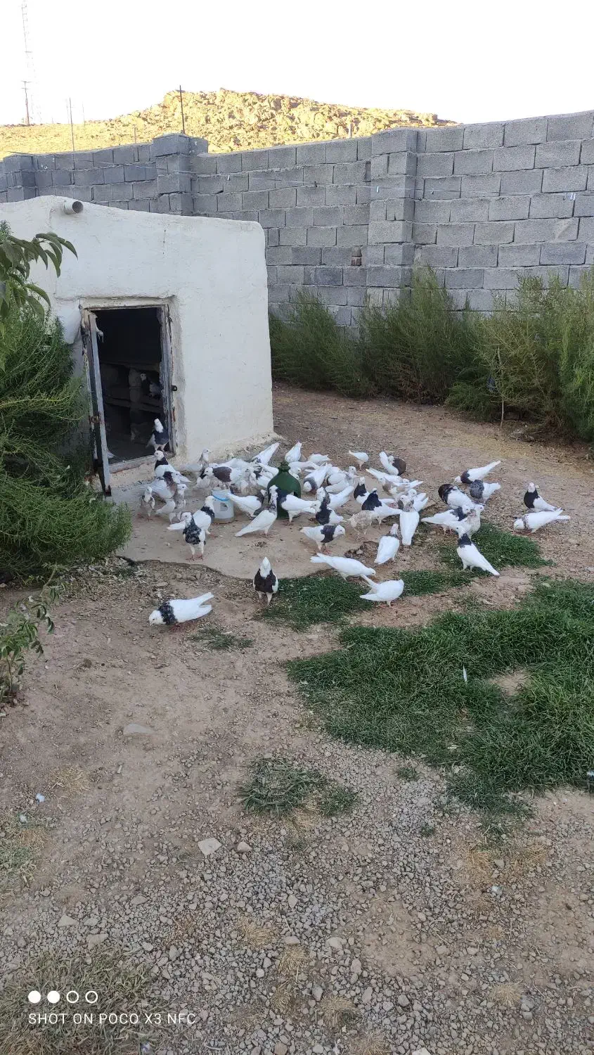 کفتر|پرنده|کنگاور, |دیوار