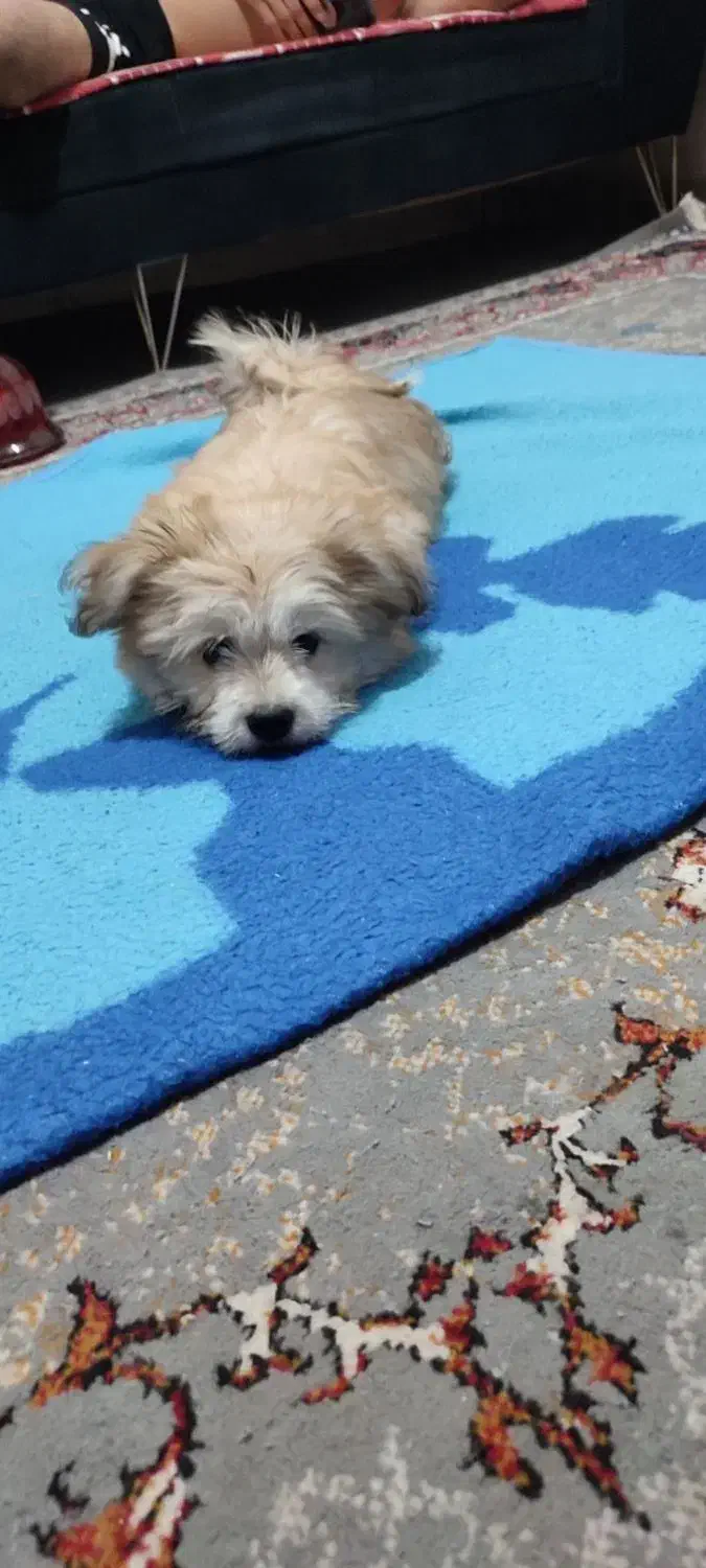 سگ شیتزو|سگ|پیر سلیمان, |دیوار