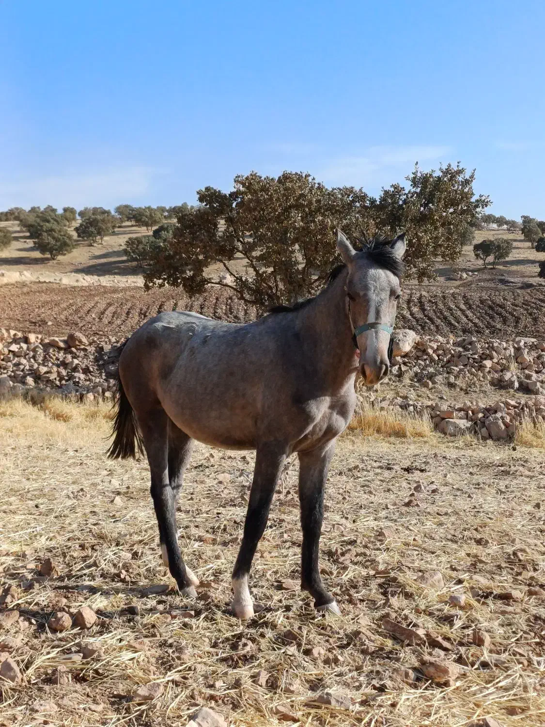 اسب مادیان|اسب و تجهیزات اسب‌سواری|سرپل ذهاب, |دیوار