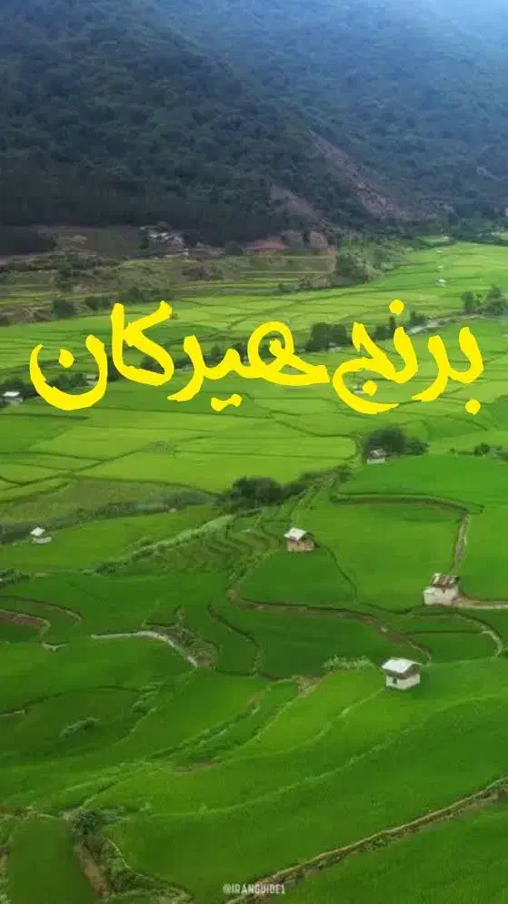 برنج استان گلستان|عمده‌فروشی|مهدی شهر, |دیوار