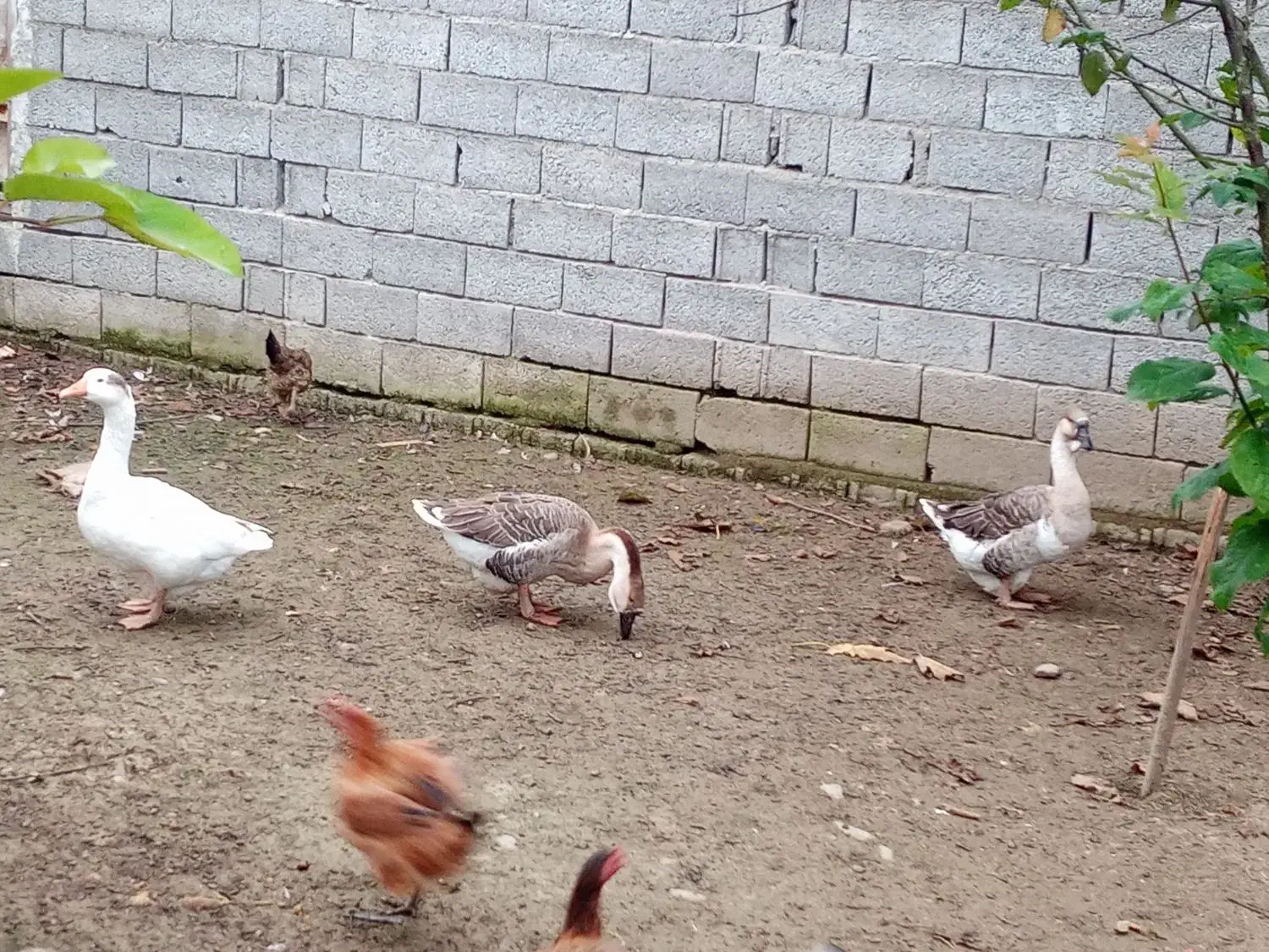 قوغاز|حیوانات مزرعه|آستانه اشرفیه, |دیوار