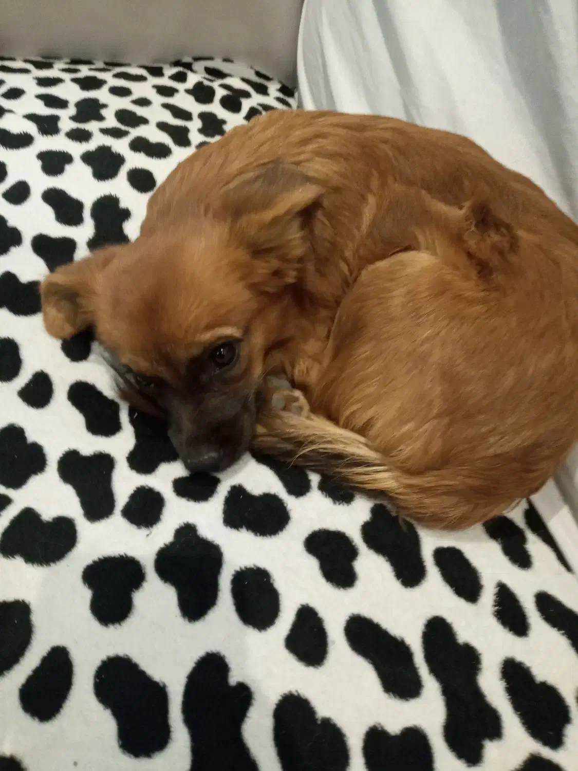 واگذاری توله سگ پامر|سگ|کرج, حصارک بالا|دیوار