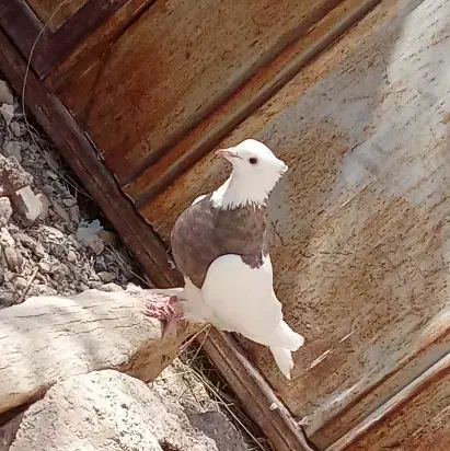 طوقی. زاغ|پرنده|سامان, |دیوار