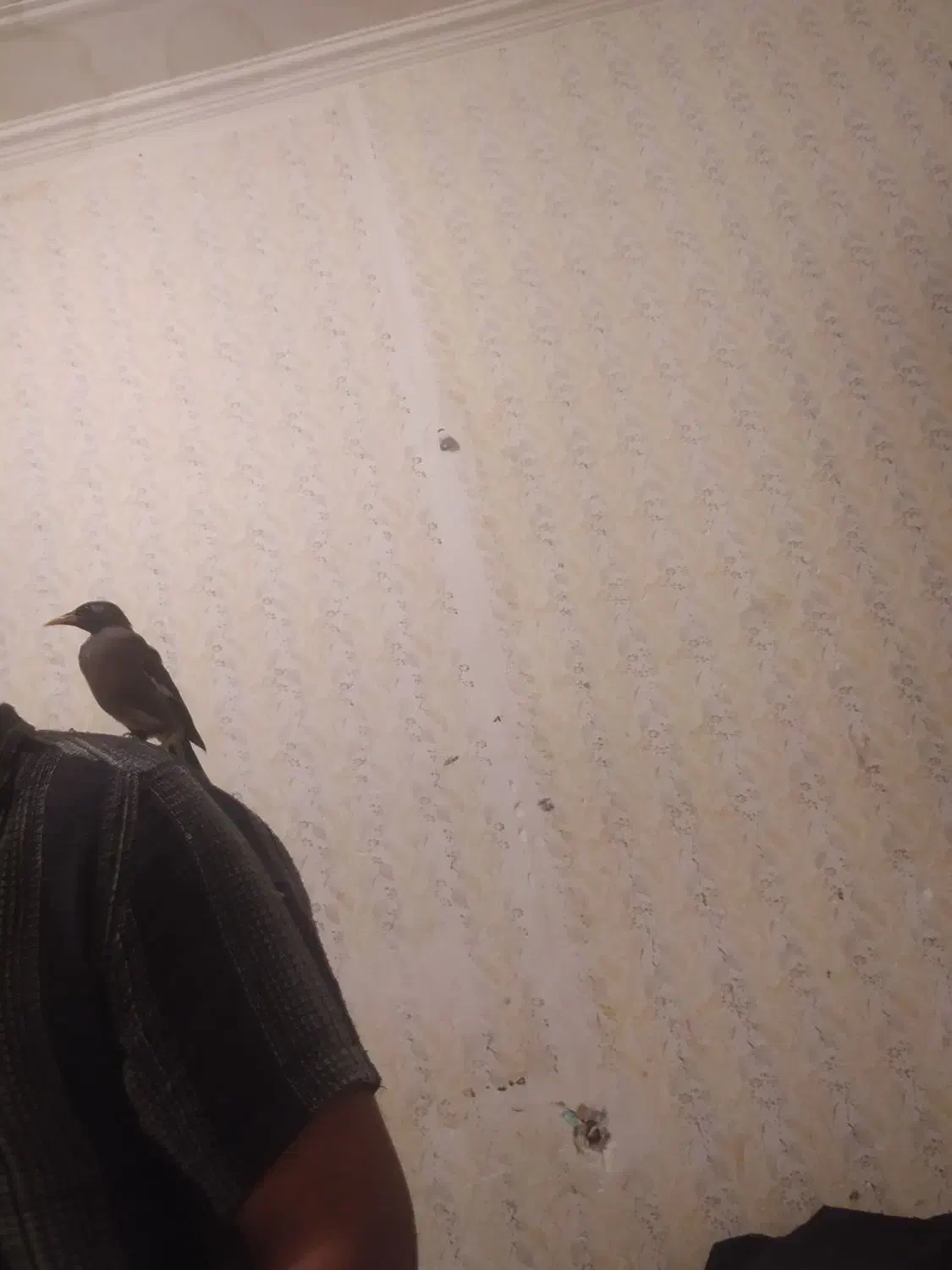 مرغ مینا جوجه ۴ماهه|پرنده|کرمان, |دیوار