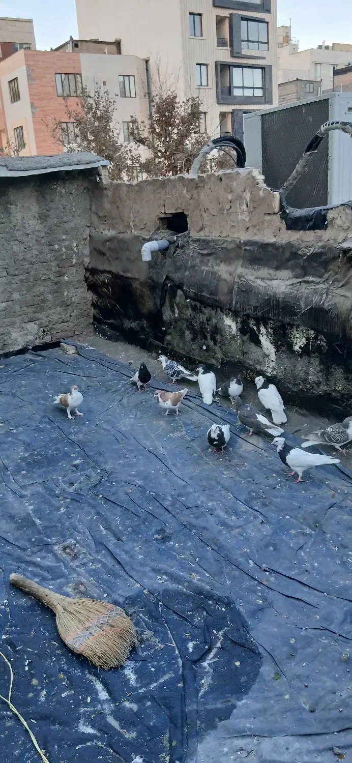 کبوتر ساده طوقی ۲۹عدد|پرنده|مشهد, ادیب نیشابوری (شهرک غرب)|دیوار