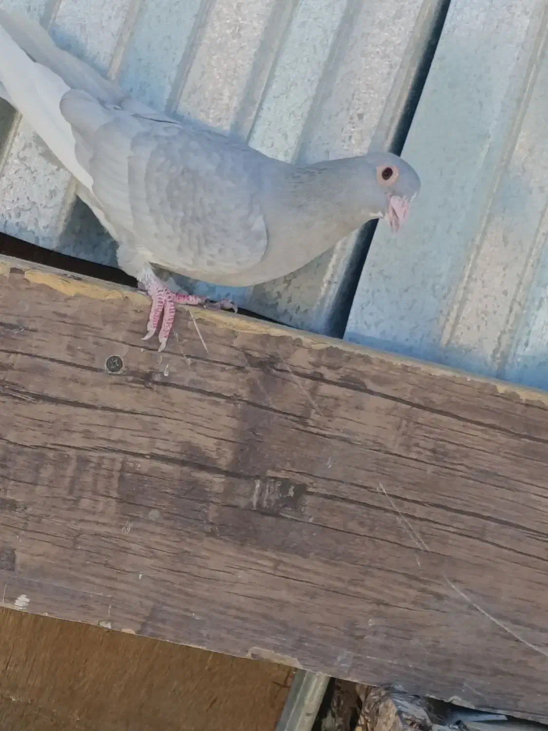 نقره ای پلنگ|پرنده|کرمان, |دیوار