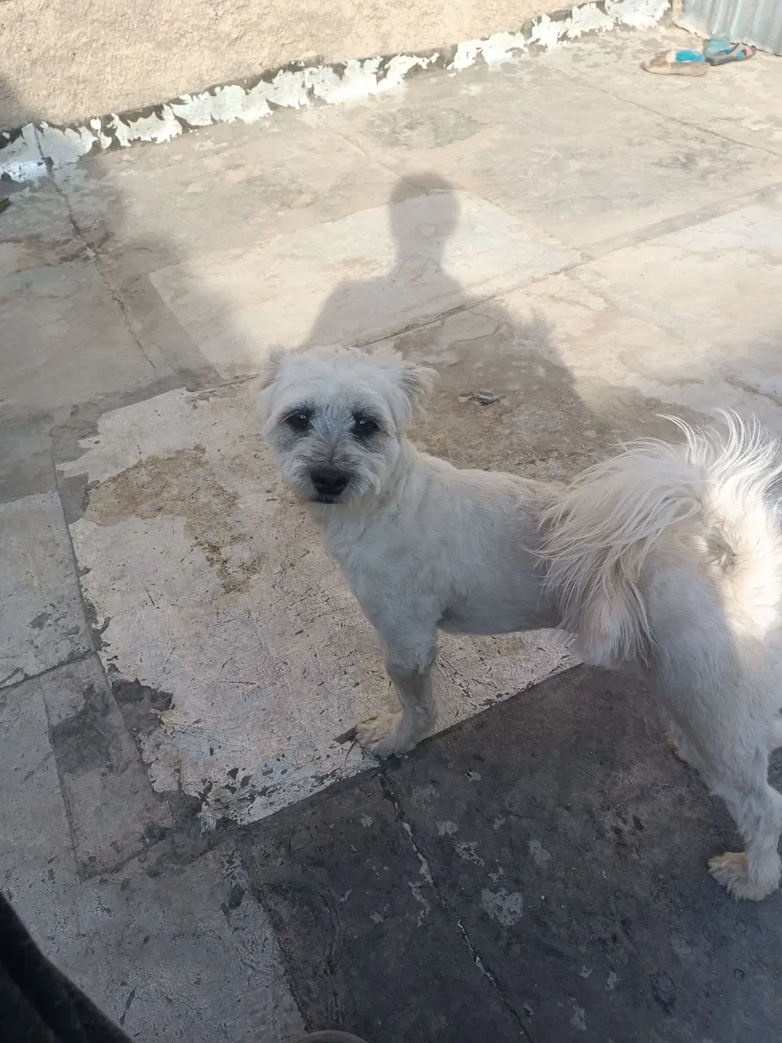 واگذاری سگ|سگ|نجفآباد, یزدانشهر|دیوار