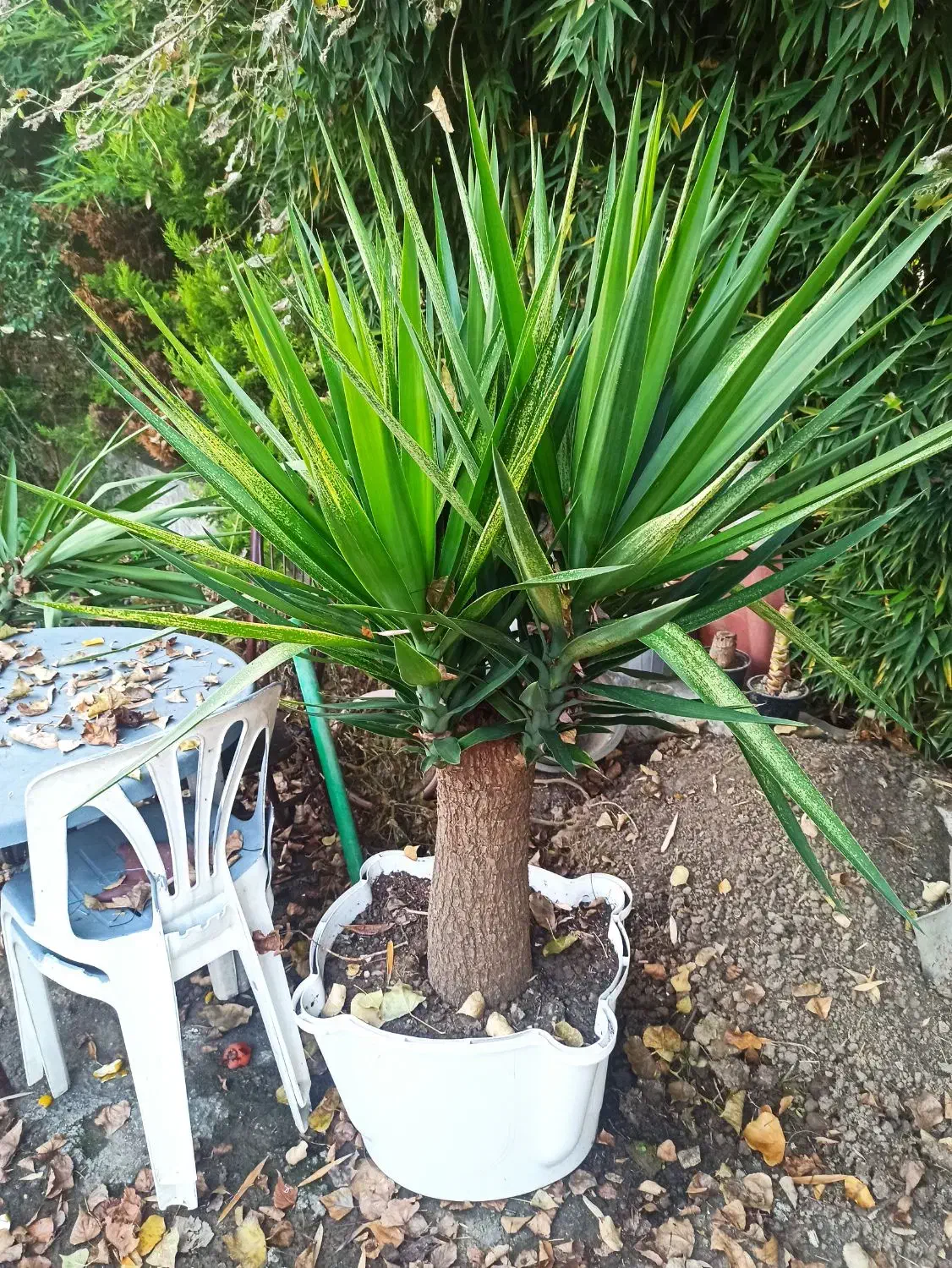 یوکا|گل و گیاه طبیعی|نوشهر, |دیوار