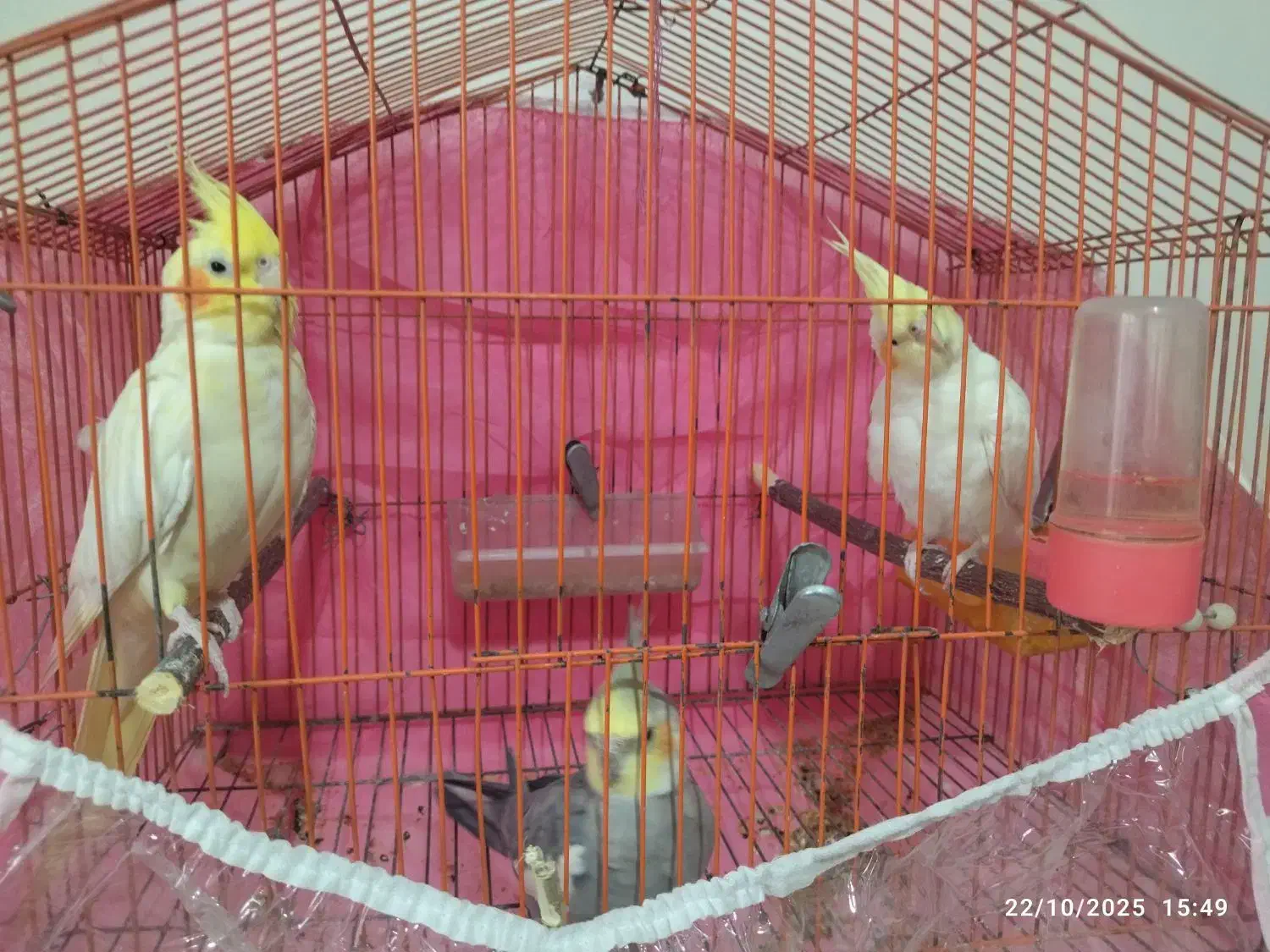 عروس هلندی|پرنده|شاندیز, |دیوار