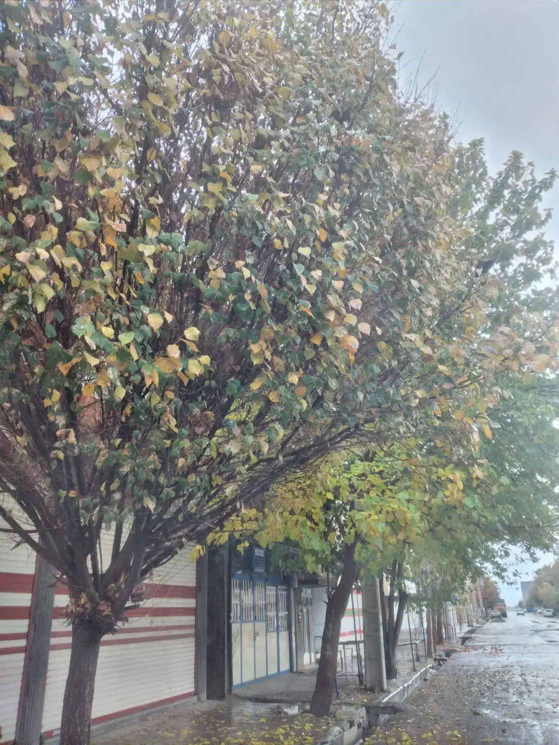 اجاره مغازه|اجارهٔ مغازه و غرفه|کوهدشت, |دیوار