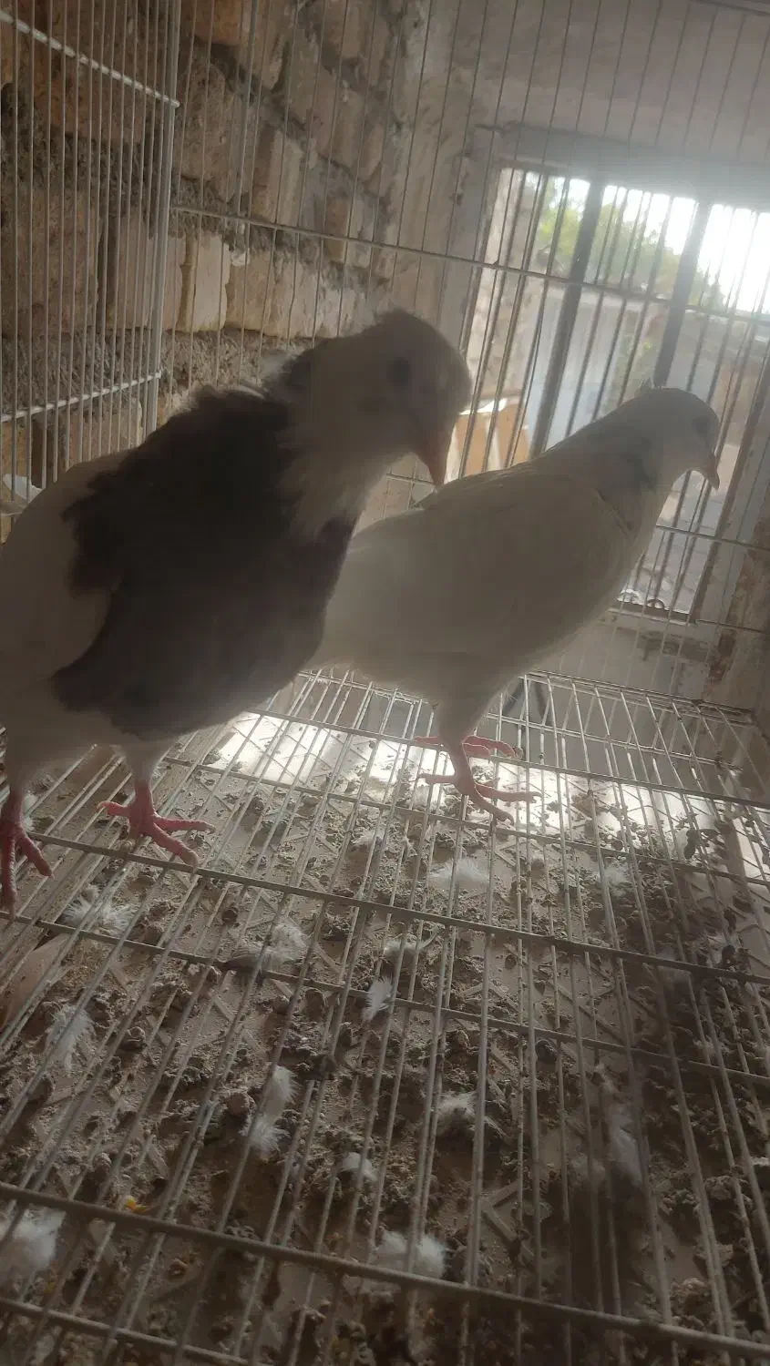 ۵ عدد کبوتر جوانه رنگه|پرنده|فردوس (خراسان), |دیوار