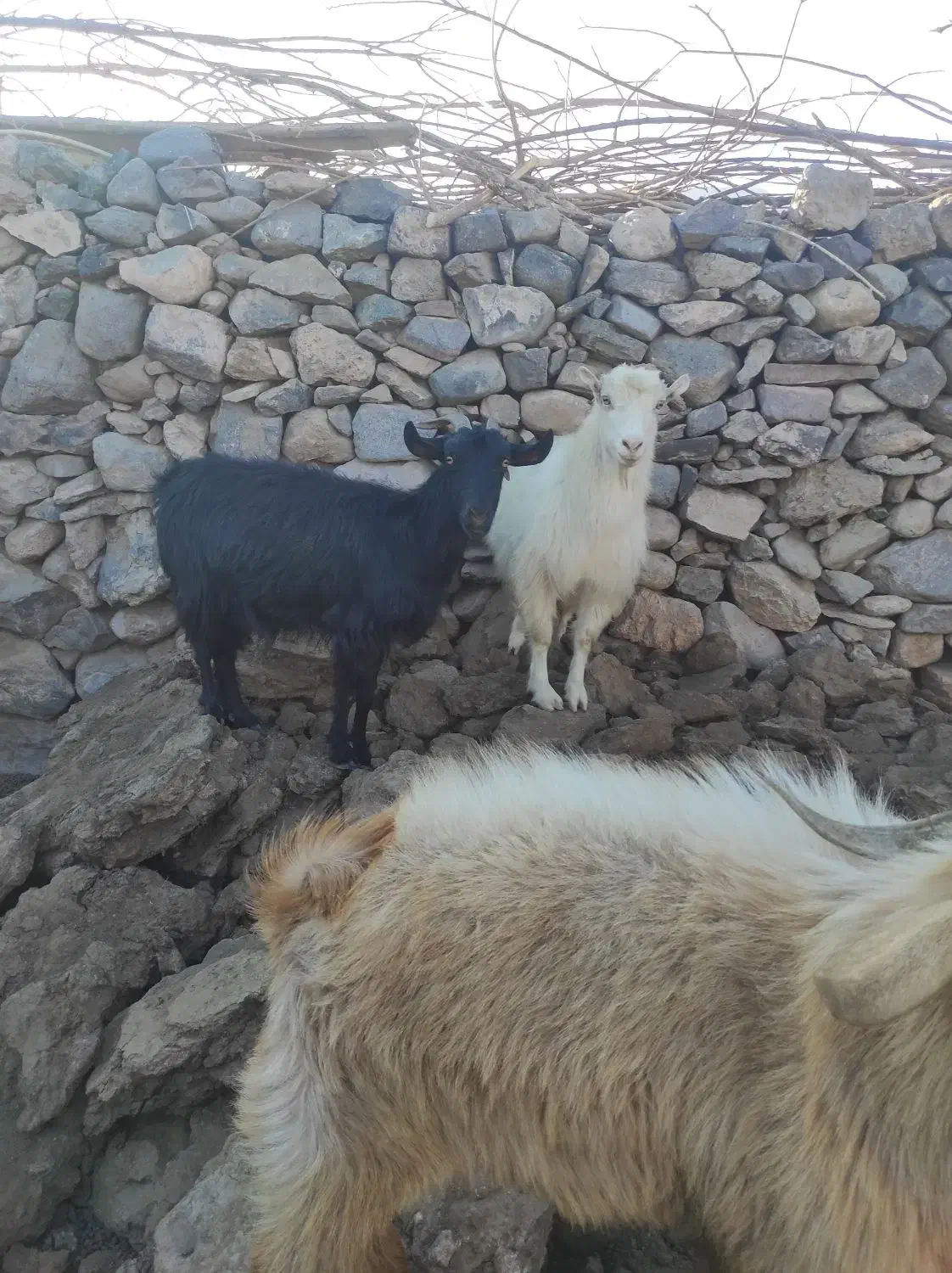 بز .کره .دم قسط چکی|حیوانات مزرعه|کرمان, |دیوار