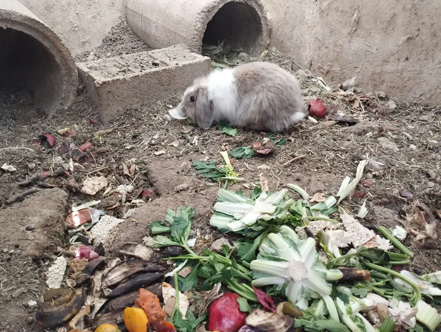 خرگوش لوپ مولد|موش و خرگوش|شهرضا, |دیوار