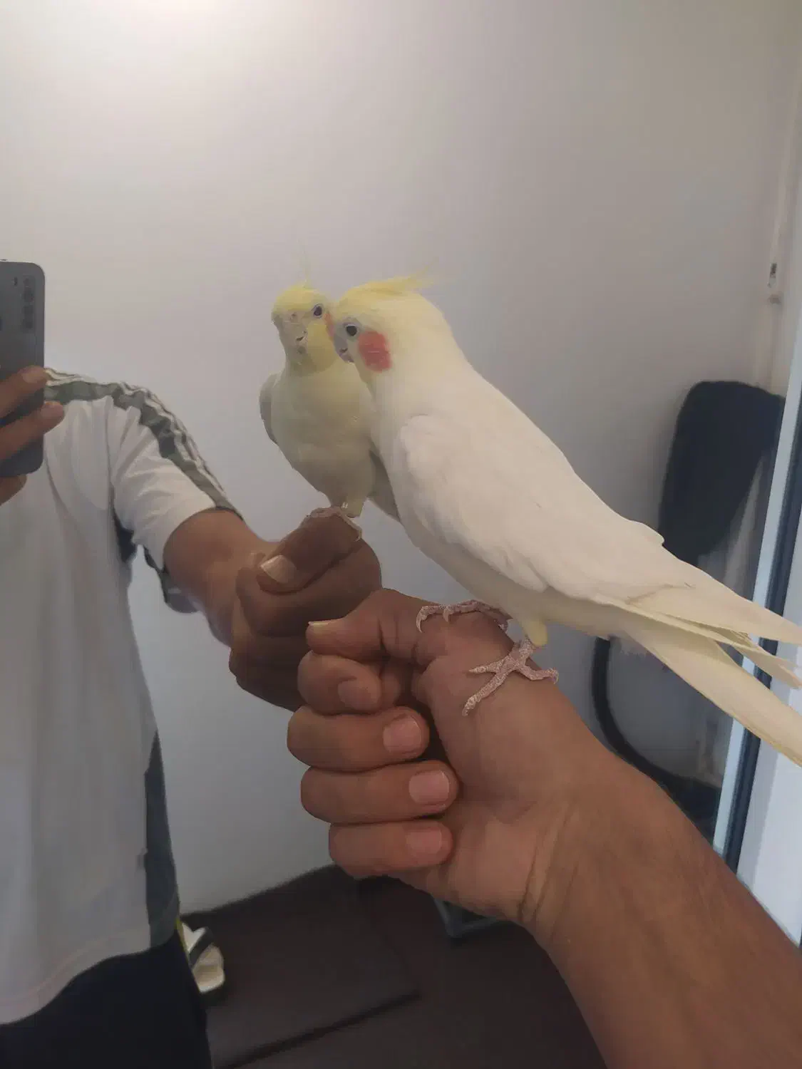 عروس هلندی|پرنده|قروه, |دیوار