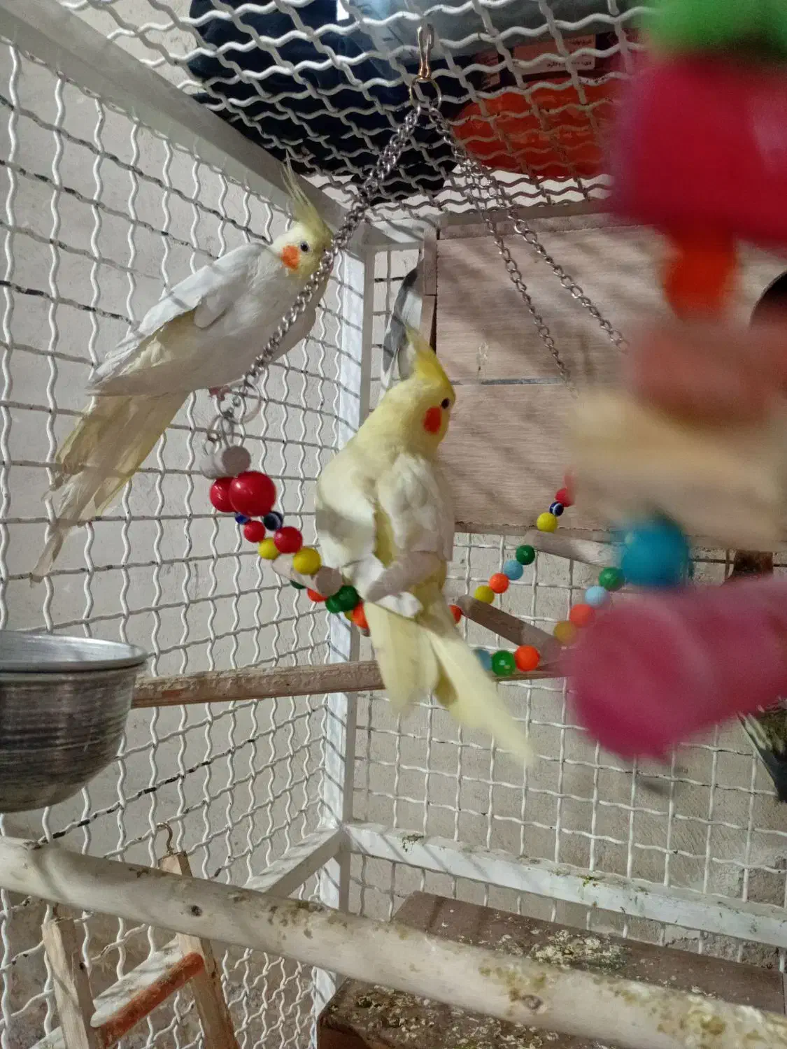 عروس هلندی|پرنده|پاکدشت, خاتون آباد|دیوار