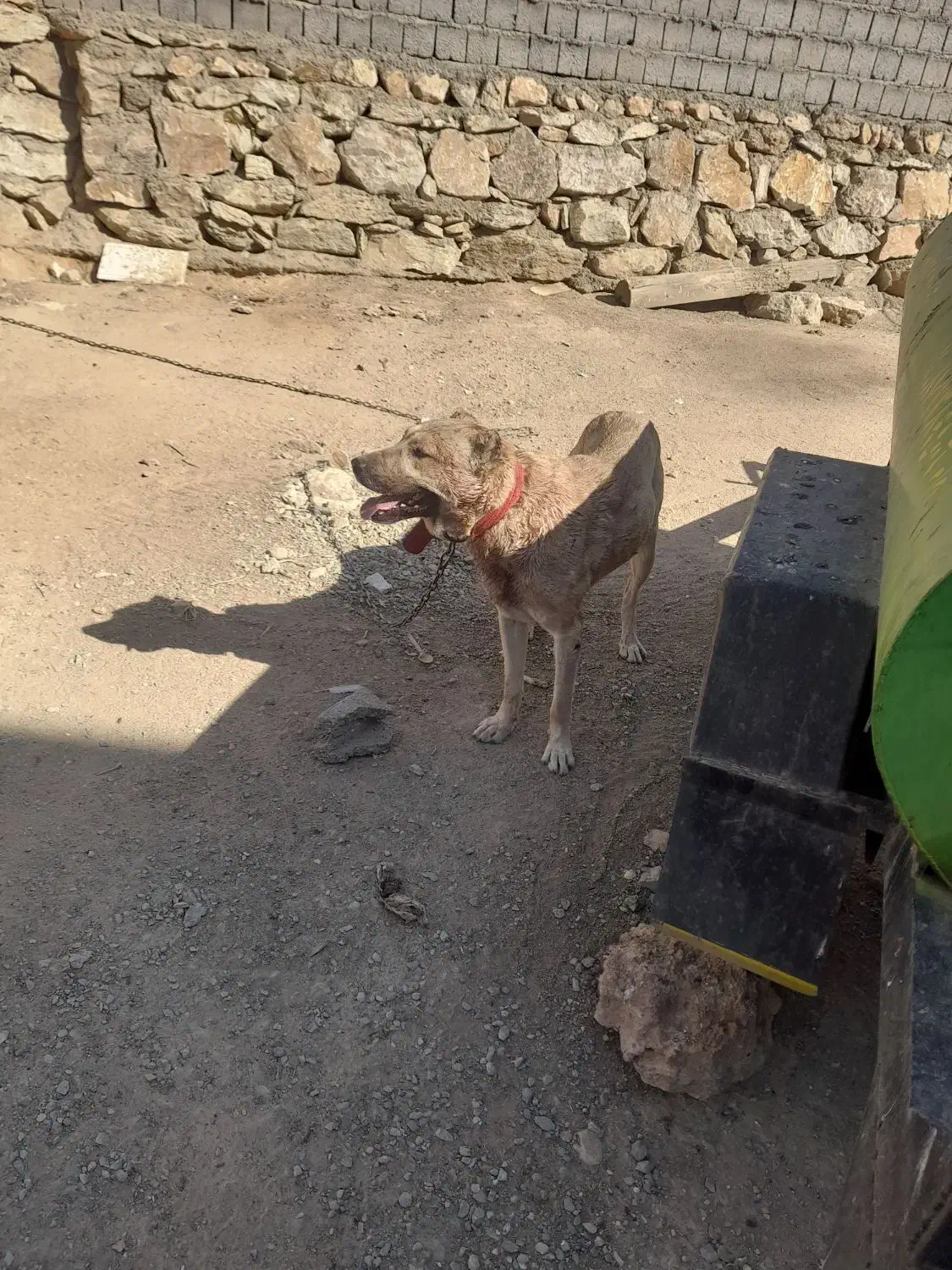 واگذاری سگ سرابی|سگ|کرفتو, |دیوار