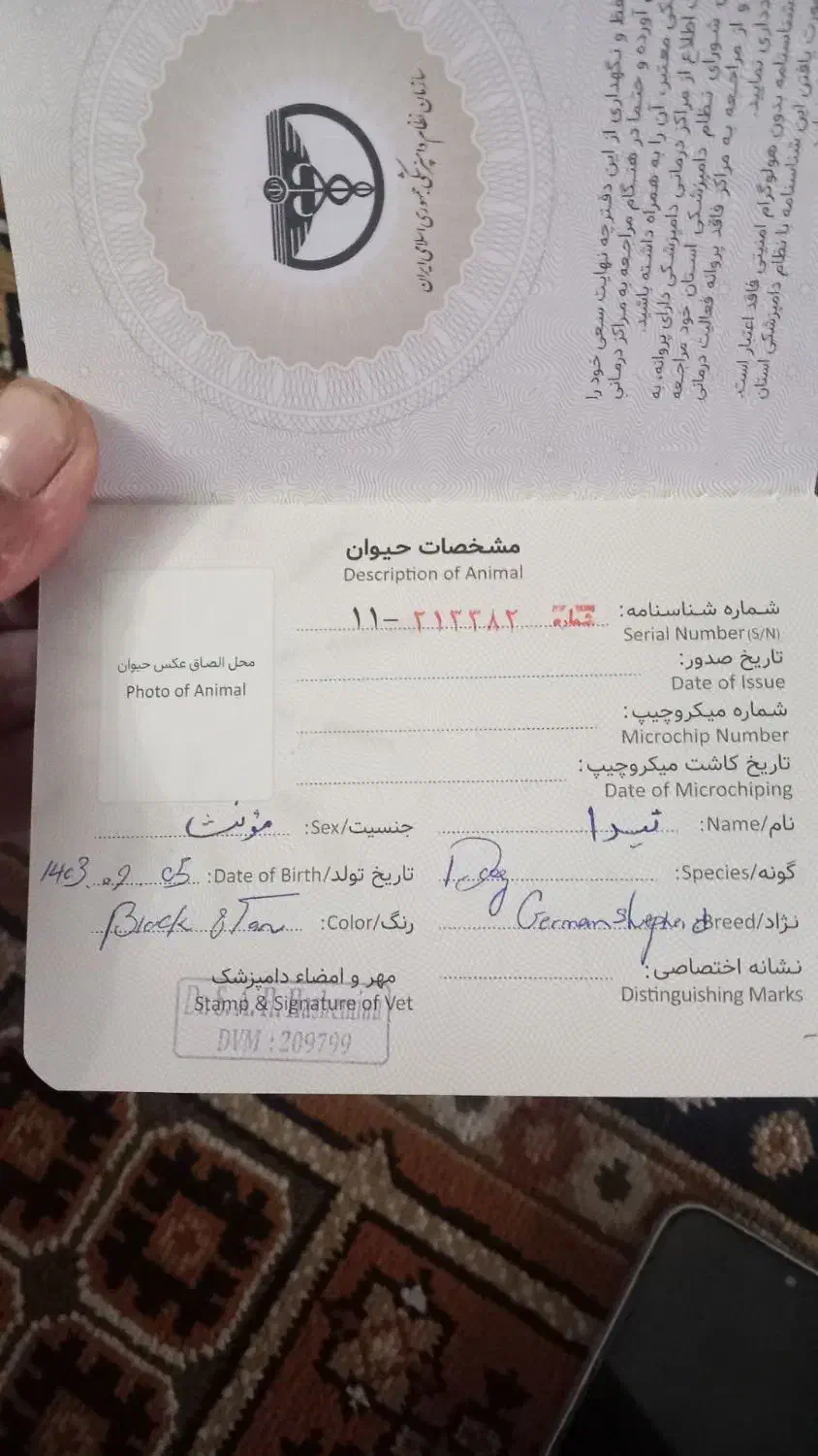 سگ ژرمن|سگ|تاکستان, |دیوار