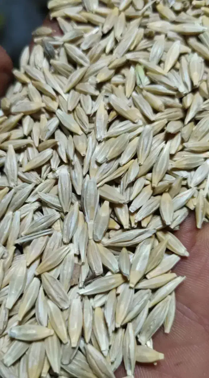 جوو|حیوانات مزرعه|همدان, |دیوار