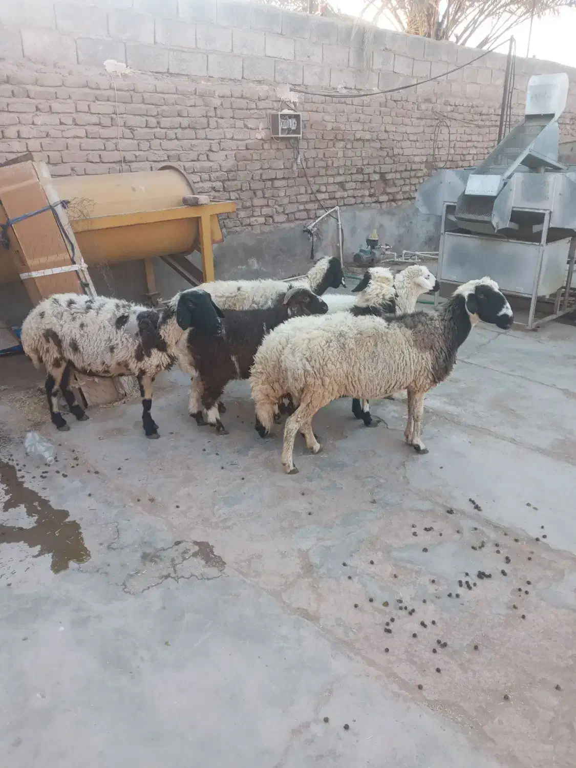 میش زاییده|حیوانات مزرعه|رفسنجان, |دیوار