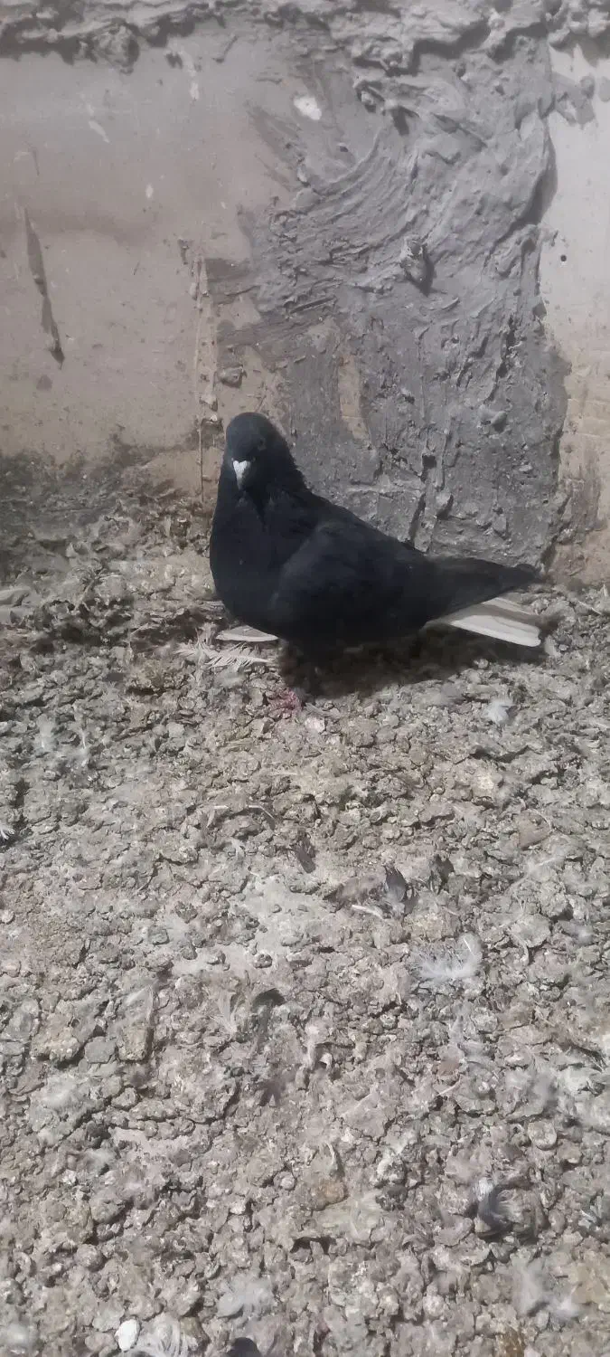 کفتر زاغ دم سفید|پرنده|مشکین‌دشت, |دیوار