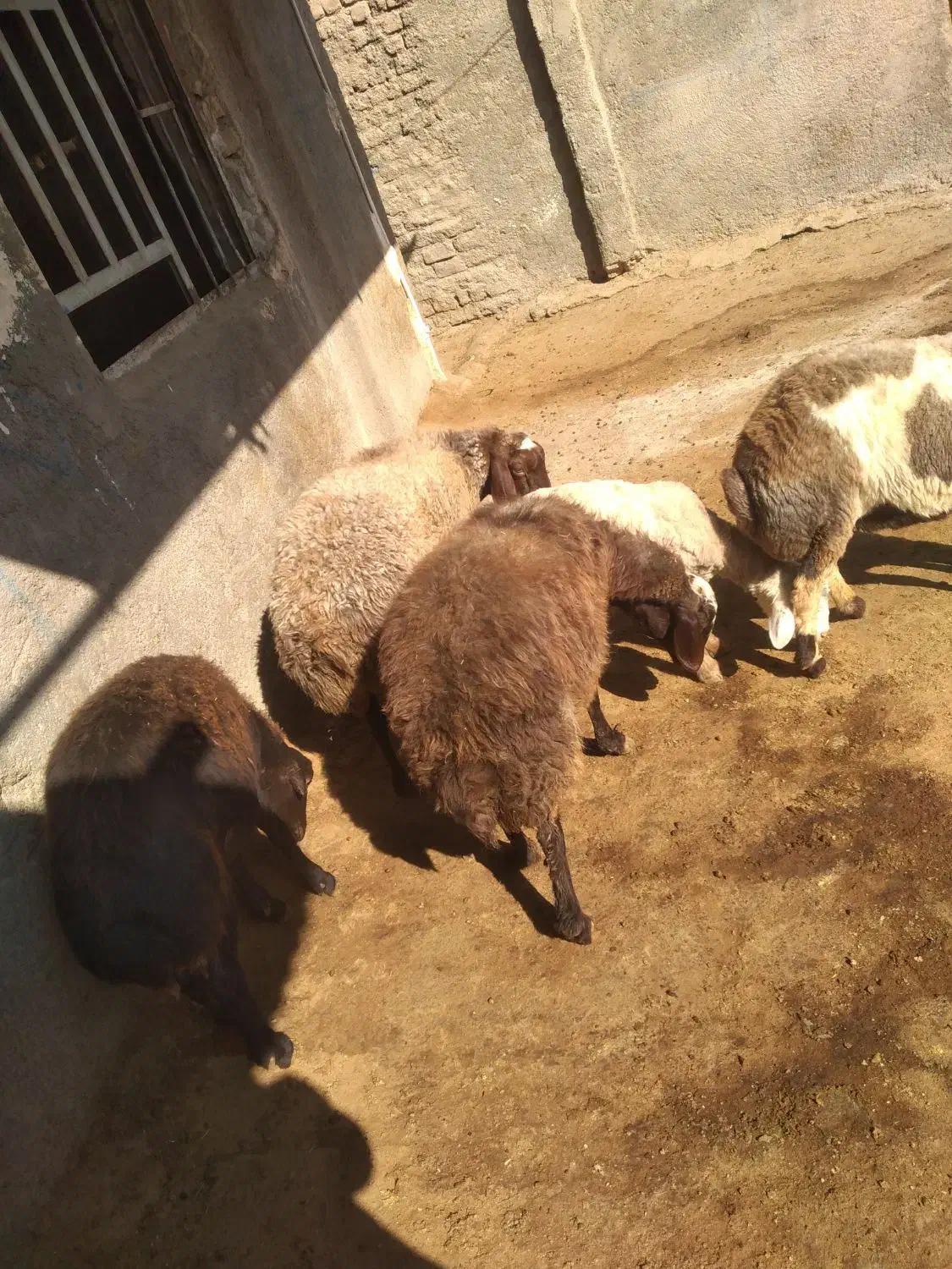 4 تا شک ابستن|حیوانات مزرعه|کوهدشت, |دیوار