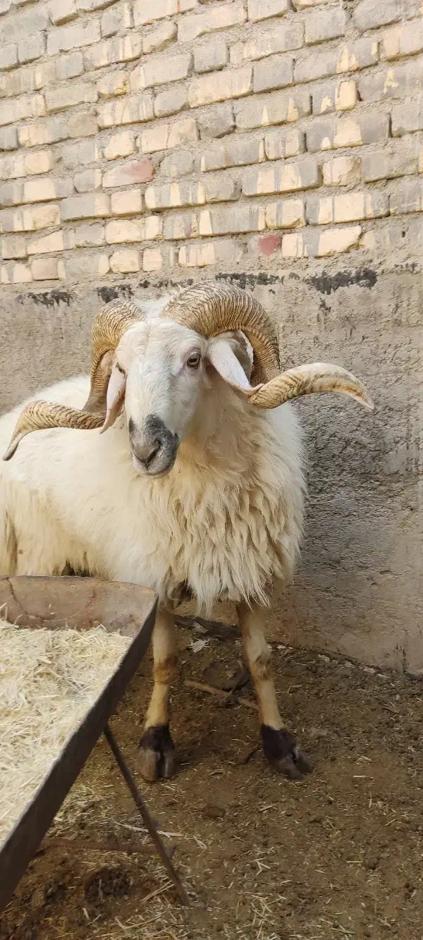 قوچ|حیوانات مزرعه|اقلید, |دیوار