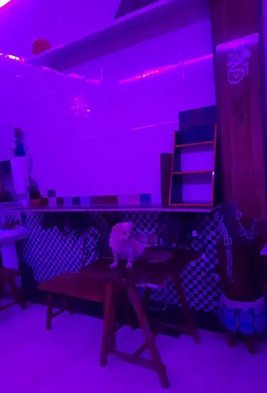 سگ پاپی|سگ|فولادشهر, پارک کوهستان|دیوار