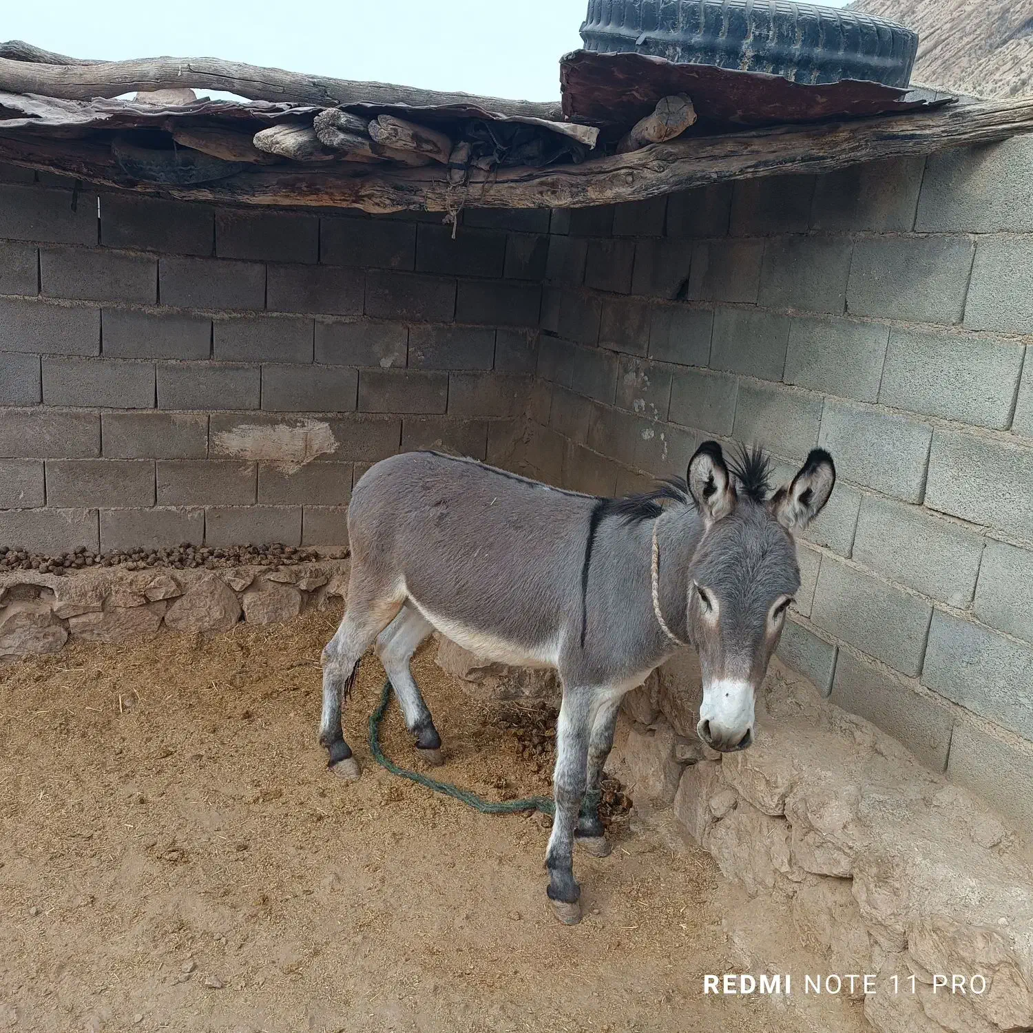 الاغ فروشی‌‌3سال|حیوانات مزرعه|فیروزآباد (فارس), |دیوار