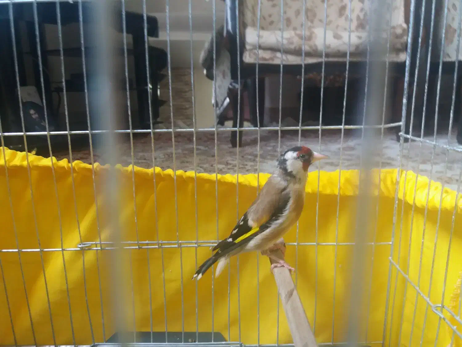 سهره ماده|پرنده|ری, شهید غیوری (ابن باویه)|دیوار