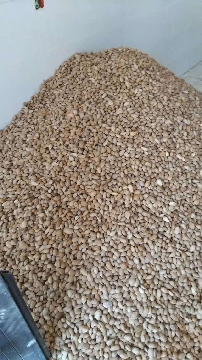 بادام شیرین|عمده‌فروشی|پیرانشهر, |دیوار