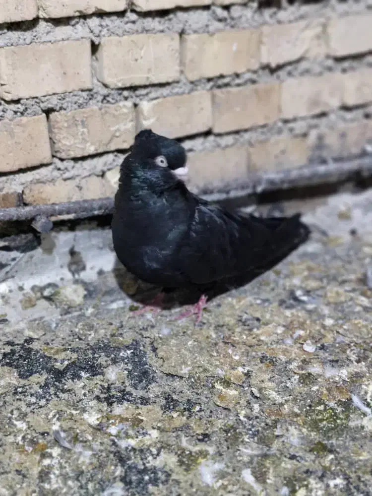 زاغ نر|پرنده|یاسوج, |دیوار