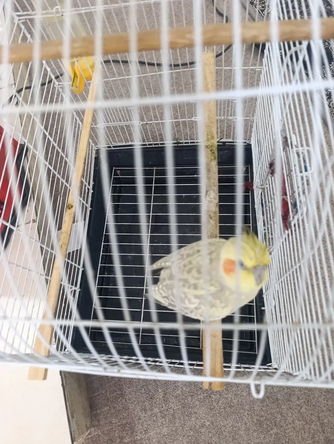 عروس هلندی|پرنده|برازجان, |دیوار