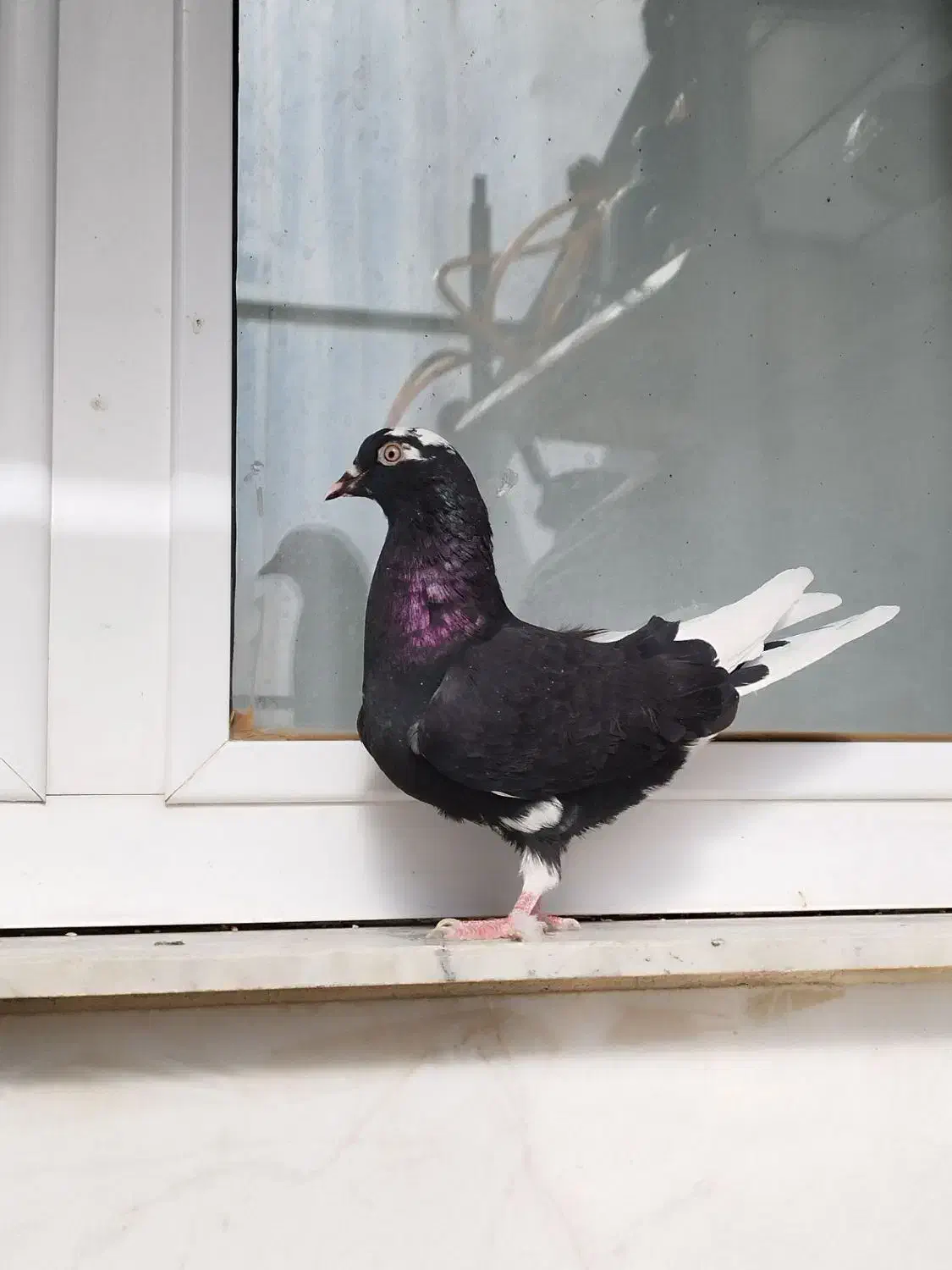 کبوتر پرشی 4طوق|پرنده|ابهر, |دیوار